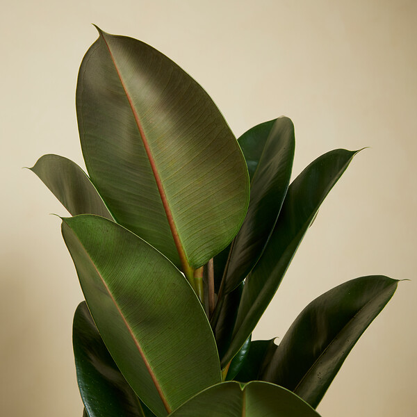 BLOOMIQUE - Ficus Elastica Robusta - Hévéa - Plante à caoutchouc - 80-100 cm de haut - Pot 21 cm - large