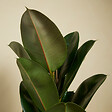 BLOOMIQUE - Ficus Elastica Robusta - Hévéa - Plante à caoutchouc - 80-100 cm de haut - Pot 21 cm - vignette