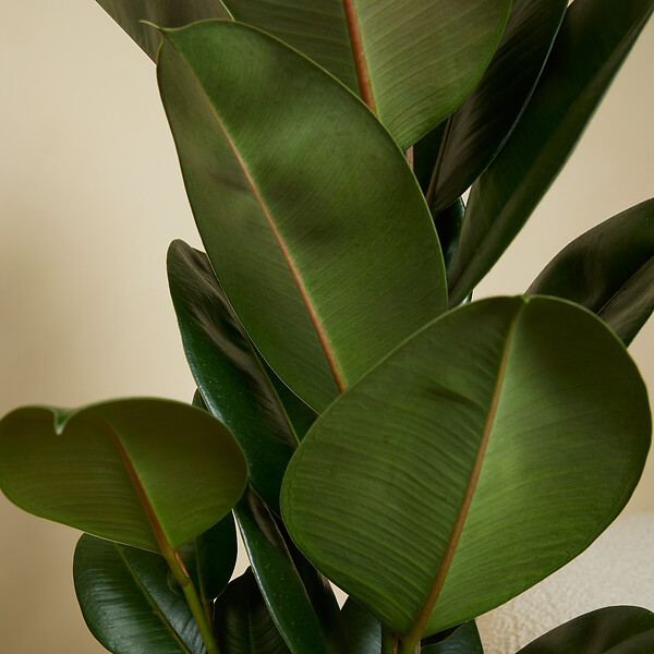 BLOOMIQUE - Ficus Elastica Robusta - Hévéa - Plante à caoutchouc - 80-100 cm de haut - Pot 21 cm - large