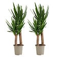 BLOOMIQUE - Lot de 2 - Yucca Elephantipes - Lis des palmiers - Plantes d'intérieur - P. 21cm - H. 80-90 cm - vignette