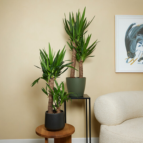 BLOOMIQUE - Lot de 2 - Yucca Elephantipes - Lis des palmiers - Plantes d'intérieur - P. 21cm - H. 80-90 cm - large
