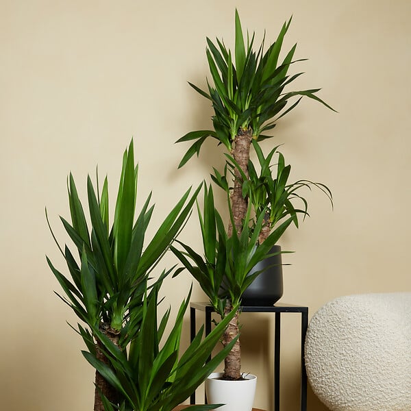 BLOOMIQUE - Lot de 2 - Yucca Elephantipes - Lis des palmiers - Plantes d'intérieur - P. 21cm - H. 80-90 cm - large