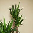 BLOOMIQUE - Lot de 2 - Yucca Elephantipes - Lis des palmiers - Plantes d'intérieur - P. 21cm - H. 80-90 cm - vignette