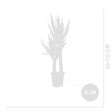 BLOOMIQUE - Lot de 2 - Yucca Elephantipes - Lis des palmiers - Plantes d'intérieur - P. 21cm - H. 80-90 cm - vignette