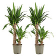 BLOOMIQUE - Lot de 2 - Yucca Elephantipes - Lis des palmiers - Plantes d'intérieur - P. 17cm - H. 70-80 cm - vignette