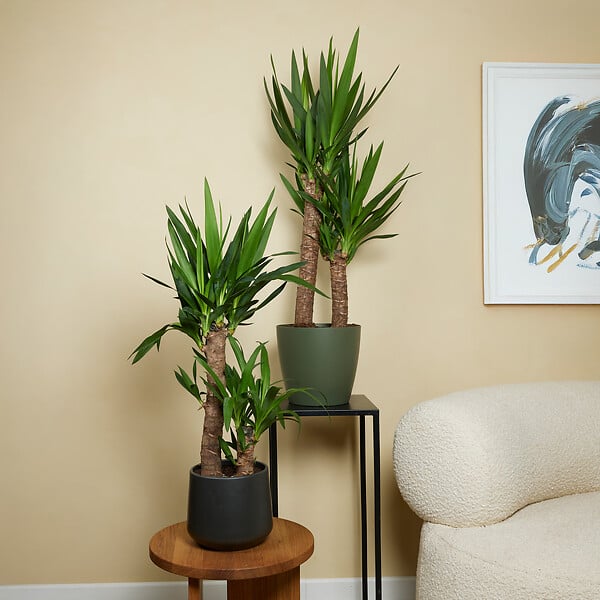 BLOOMIQUE - Lot de 2 - Yucca Elephantipes - Lis des palmiers - Plantes d'intérieur - P. 17cm - H. 70-80 cm - large