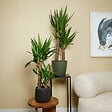 BLOOMIQUE - Lot de 2 - Yucca Elephantipes - Lis des palmiers - Plantes d'intérieur - P. 17cm - H. 70-80 cm - vignette