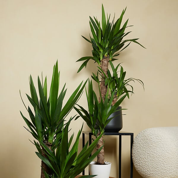 BLOOMIQUE - Lot de 2 - Yucca Elephantipes - Lis des palmiers - Plantes d'intérieur - P. 17cm - H. 70-80 cm - large