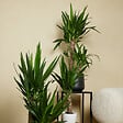 BLOOMIQUE - Lot de 2 - Yucca Elephantipes - Lis des palmiers - Plantes d'intérieur - P. 17cm - H. 70-80 cm - vignette