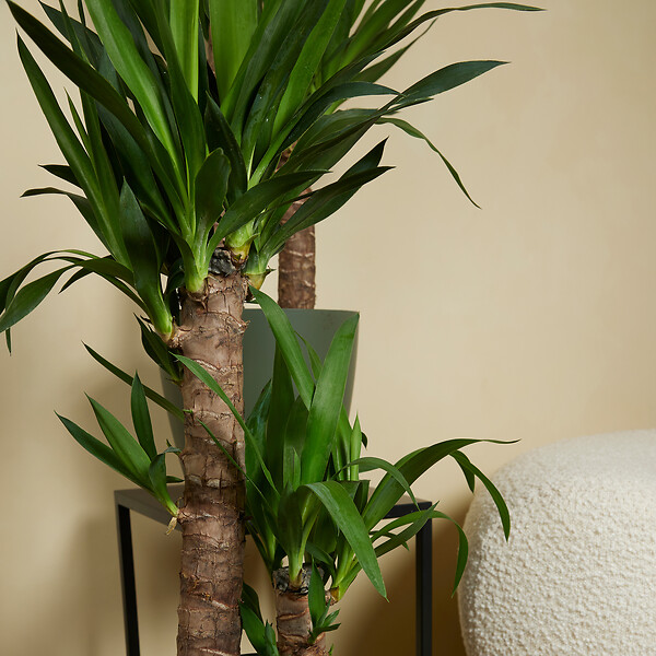 BLOOMIQUE - Lot de 2 - Yucca Elephantipes - Lis des palmiers - Plantes d'intérieur - P. 17cm - H. 70-80 cm - large