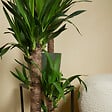 BLOOMIQUE - Lot de 2 - Yucca Elephantipes - Lis des palmiers - Plantes d'intérieur - P. 17cm - H. 70-80 cm - vignette