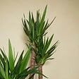 BLOOMIQUE - Lot de 2 - Yucca Elephantipes - Lis des palmiers - Plantes d'intérieur - P. 17cm - H. 70-80 cm - vignette