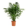 BLOOMIQUE - Chamaedorea Elegans - Palmier nain mexicain - Plantes d'intérieur - 80-100 cm de haut - Pot 20 cm - vignette