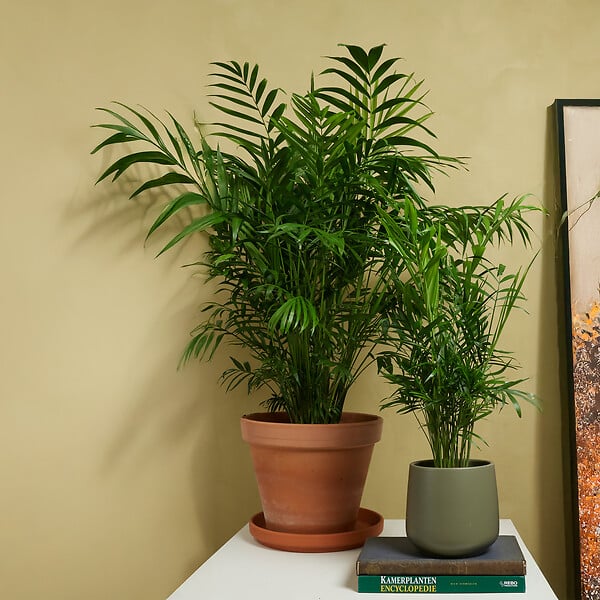 BLOOMIQUE - Chamaedorea Elegans - Palmier nain mexicain - Plantes d'intérieur - 80-100 cm de haut - Pot 20 cm - large