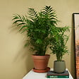 BLOOMIQUE - Chamaedorea Elegans - Palmier nain mexicain - Plantes d'intérieur - 80-100 cm de haut - Pot 20 cm - vignette