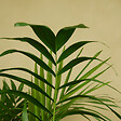 BLOOMIQUE - Chamaedorea Elegans - Palmier nain mexicain - Plantes d'intérieur - 80-100 cm de haut - Pot 20 cm - vignette