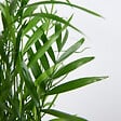 BLOOMIQUE - Chamaedorea Elegans - Palmier nain mexicain - Plantes d'intérieur - 80-100 cm de haut - Pot 20 cm - vignette