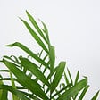 BLOOMIQUE - Chamaedorea Elegans - Palmier nain mexicain - Plantes d'intérieur - 80-100 cm de haut - Pot 20 cm - vignette