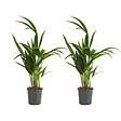 BLOOMIQUE - Lot de 2 - Howea Forsteriana - Kentia Palm - Plantes d'intérieur - H. 40-60 cm - P. 13 cm - vignette
