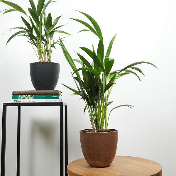BLOOMIQUE - Lot de 2 - Howea Forsteriana - Kentia Palm - Plantes d'intérieur - H. 40-60 cm - P. 13 cm - large