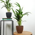 BLOOMIQUE - Lot de 2 - Howea Forsteriana - Kentia Palm - Plantes d'intérieur - H. 40-60 cm - P. 13 cm - vignette