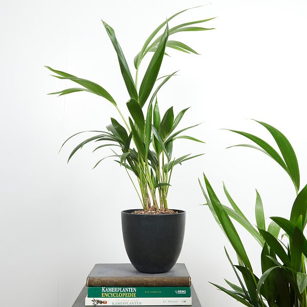 BLOOMIQUE - Lot de 2 - Howea Forsteriana - Kentia Palm - Plantes d'intérieur - H. 40-60 cm - P. 13 cm - large