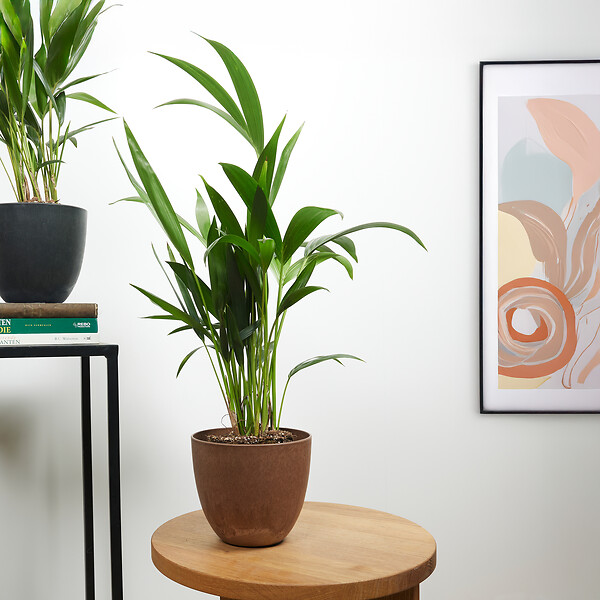 BLOOMIQUE - Lot de 2 - Howea Forsteriana - Kentia Palm - Plantes d'intérieur - H. 40-60 cm - P. 13 cm - large
