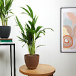 BLOOMIQUE - Lot de 2 - Howea Forsteriana - Kentia Palm - Plantes d'intérieur - H. 40-60 cm - P. 13 cm - vignette
