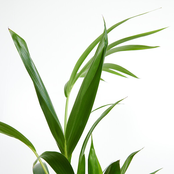BLOOMIQUE - Lot de 2 - Howea Forsteriana - Kentia Palm - Plantes d'intérieur - H. 40-60 cm - P. 13 cm - large
