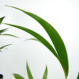 BLOOMIQUE - Lot de 2 - Howea Forsteriana - Kentia Palm - Plantes d'intérieur - H. 40-60 cm - P. 13 cm - vignette