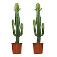 BLOOMIQUE - Lot de 2 - Euphorbia Acrurensis - Euphorbe - Cactus - Plantes d'intérieur - H. 60-70 cm - P. 17 cm - vignette
