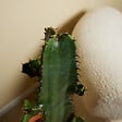 BLOOMIQUE - Lot de 2 - Euphorbia Acrurensis - Euphorbe - Cactus - Plantes d'intérieur - H. 60-70 cm - P. 17 cm - vignette