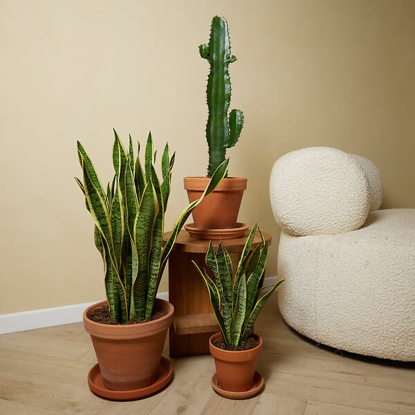 BLOOMIQUE - Lot de 2 - Euphorbia Acrurensis - Euphorbe - Cactus - Plantes d'intérieur - H. 60-70 cm - P. 17 cm - large
