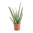 BLOOMIQUE - Aloe Vera - Plantes d'intérieur - Succulentes - Plantes succulentes - 50-60 cm de Haut - Pot 17cm - vignette