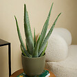 BLOOMIQUE - Aloe Vera - Plantes d'intérieur - Succulentes - Plantes succulentes - 50-60 cm de Haut - Pot 17cm - vignette