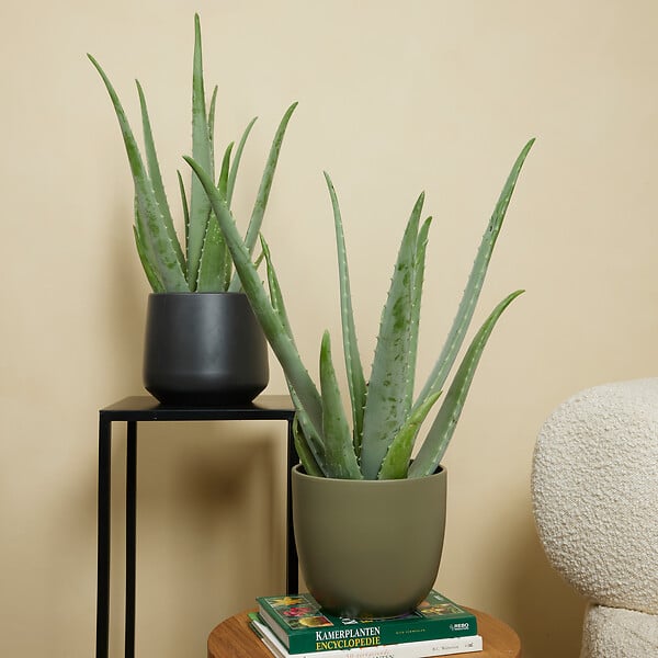 BLOOMIQUE - Aloe Vera - Plantes d'intérieur - Succulentes - Plantes succulentes - 50-60 cm de Haut - Pot 17cm - large