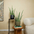 BLOOMIQUE - Aloe Vera - Plantes d'intérieur - Succulentes - Plantes succulentes - 50-60 cm de Haut - Pot 17cm - vignette