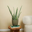 BLOOMIQUE - Aloe Vera - Plantes d'intérieur - Succulentes - Plantes succulentes - 50-60 cm de Haut - Pot 17cm - vignette