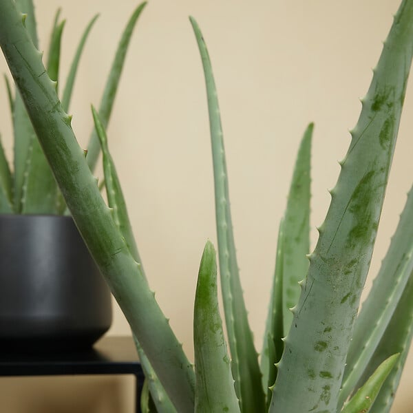 BLOOMIQUE - Aloe Vera - Plantes d'intérieur - Succulentes - Plantes succulentes - 50-60 cm de Haut - Pot 17cm - large