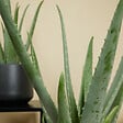 BLOOMIQUE - Aloe Vera - Plantes d'intérieur - Succulentes - Plantes succulentes - 50-60 cm de Haut - Pot 17cm - vignette