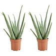 BLOOMIQUE - Lot de 2 - Aloe Vera - Plantes d'intérieur - Succulentes - H. 50-60 cm - P. 17cm - vignette