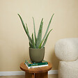 BLOOMIQUE - Lot de 2 - Aloe Vera - Plantes d'intérieur - Succulentes - H. 50-60 cm - P. 17cm - vignette