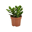 BLOOMIQUE - Crassula Ovata Arbre Magique - Plante de Jade - Plantes d'intérieur - H. 15-20 cm - P. 12 cm - vignette