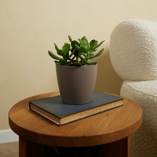 BLOOMIQUE - Crassula Ovata Arbre Magique - Plante de Jade - Plantes d'intérieur - H. 15-20 cm - P. 12 cm - large