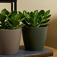 BLOOMIQUE - Crassula Ovata Arbre Magique - Plante de Jade - Plantes d'intérieur - H. 15-20 cm - P. 12 cm - vignette