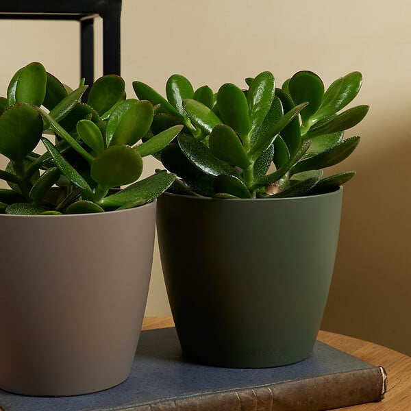 BLOOMIQUE - Crassula Ovata Arbre Magique - Plante de Jade - Plantes d'intérieur - H. 15-20 cm - P. 12 cm - large