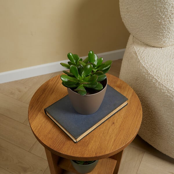 BLOOMIQUE - Crassula Ovata Arbre Magique - Plante de Jade - Plantes d'intérieur - H. 15-20 cm - P. 12 cm - large