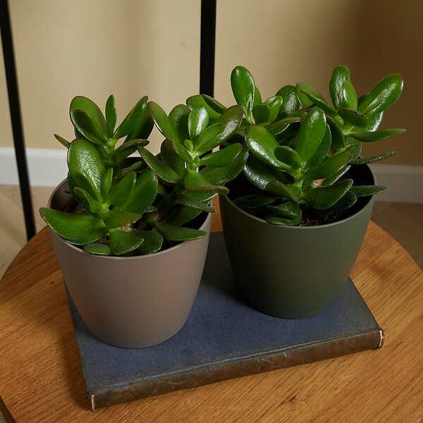 BLOOMIQUE - Crassula Ovata Arbre Magique - Plante de Jade - Plantes d'intérieur - H. 15-20 cm - P. 12 cm - large