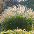 BLOOMIQUE - Lot de 3 - Miscanthus Sinensis - Roseau fleuri - Graminée ornementale - H. 10-20 cm - P. 9x9 cm - vignette