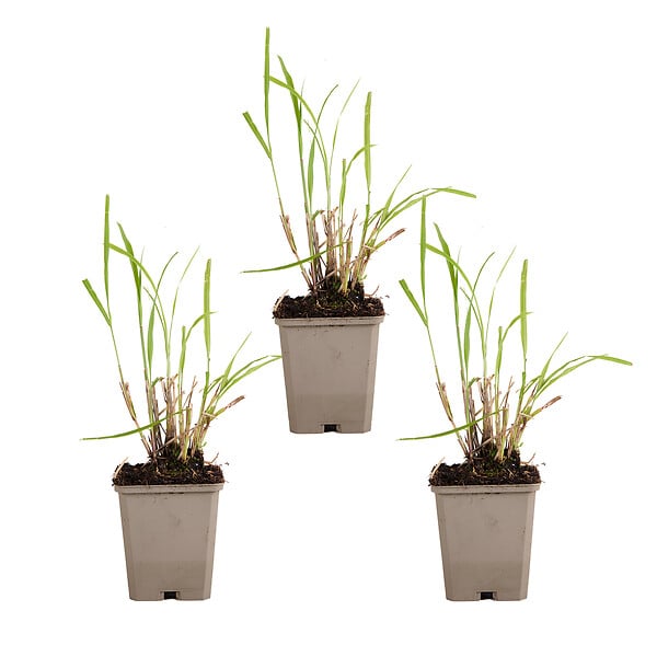 BLOOMIQUE - Lot de 3 - Miscanthus Sinensis - Roseau fleuri - Graminée ornementale - H. 10-20 cm - P. 9x9 cm - large
